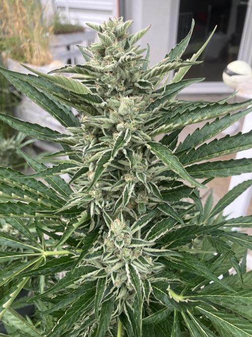 PERSIAN MULBERRY Purple City Genetics. Week 8