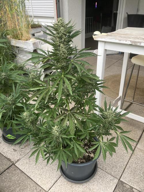 PERSIAN MULBERRY Purple City Genetics. Week 8