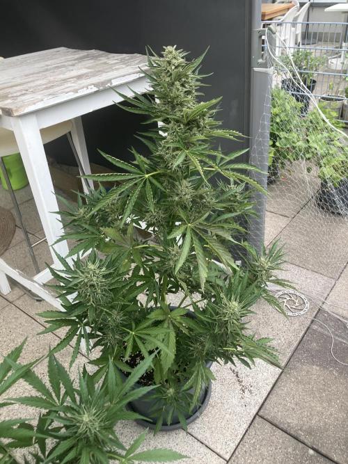 PERSIAN MULBERRY Purple City Genetics. Week 8