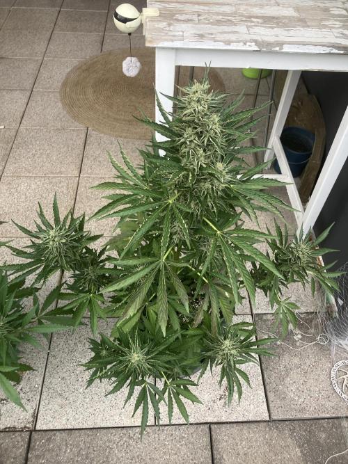 Persian Mulberry. Week 8