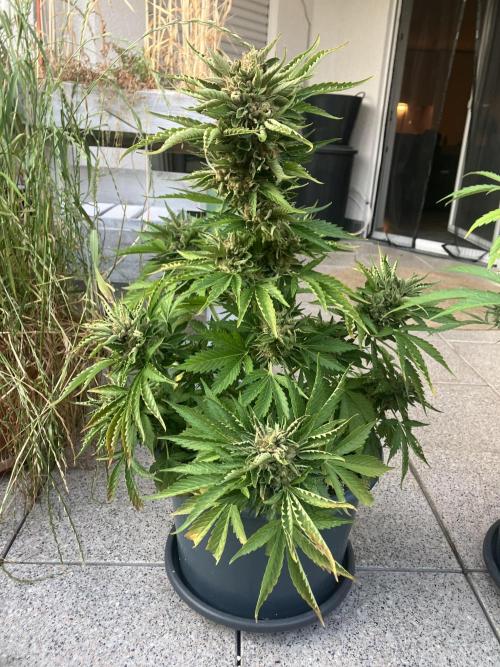 AUTO MOON ROCK Divine Seeds. Week 10