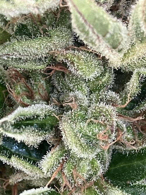 AUTO MOON ROCK Divine Seeds. Week 10