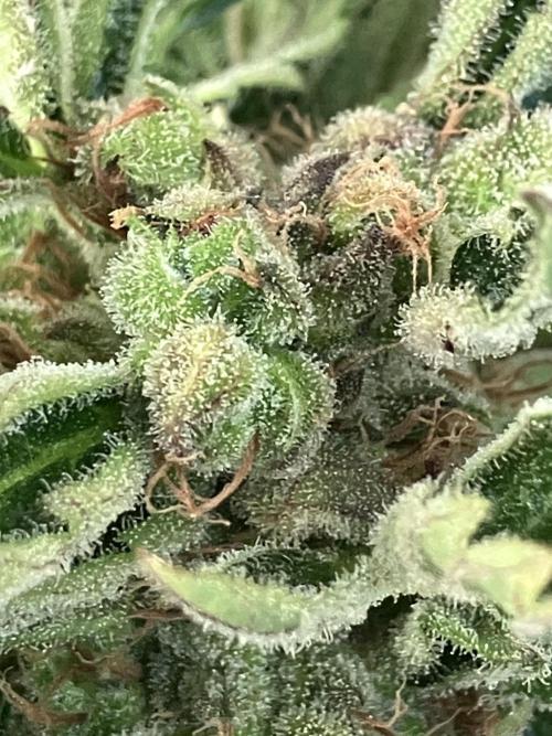 AUTO MOON ROCK Divine Seeds. Week 10