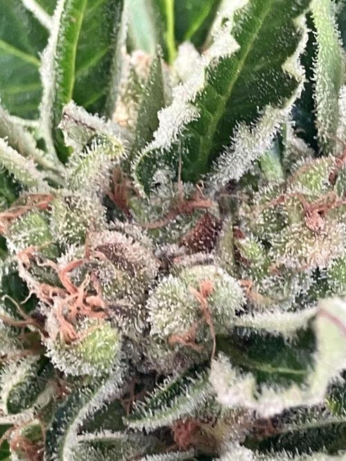 AUTO MOON ROCK Divine Seeds. Week 10