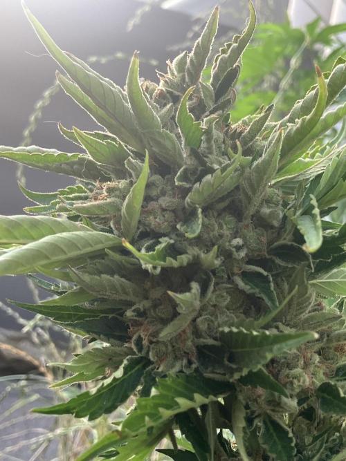 AUTO MOON ROCK Divine Seeds. Week 10