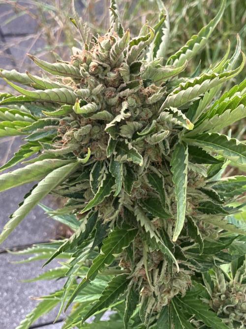 AUTO MOON ROCK Divine Seeds. Week 10