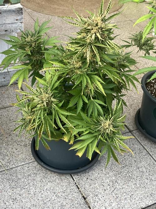 AUTO MOON ROCK Divine Seeds. Week 10
