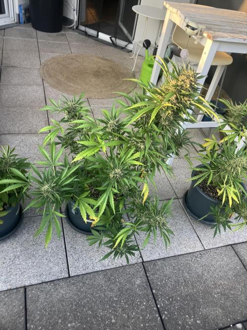 AFBERRY Purple City Genetics. Week 10