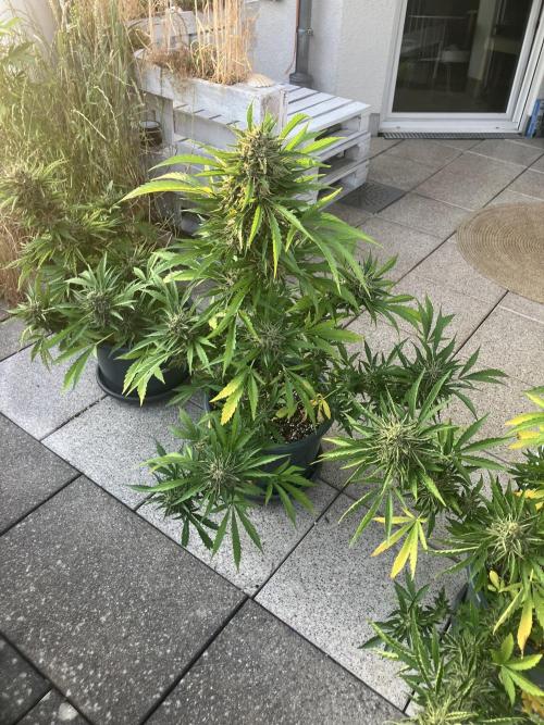 AFBERRY Purple City Genetics. Week 10