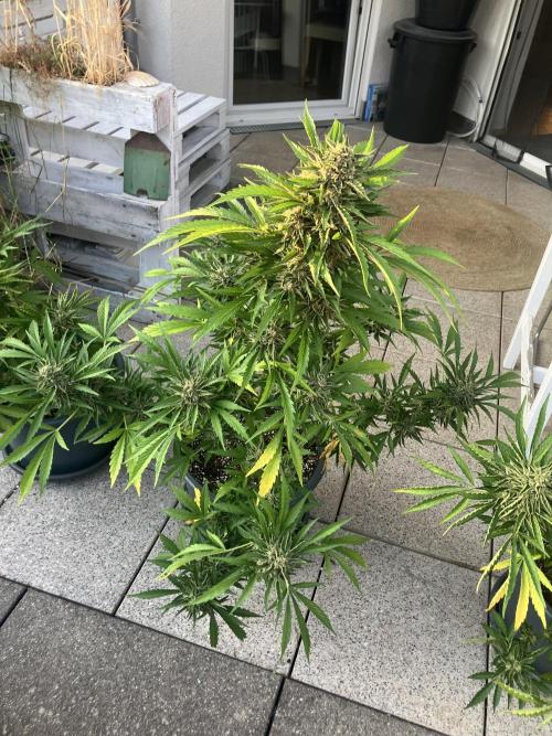 AFBERRY Purple City Genetics. Week 10