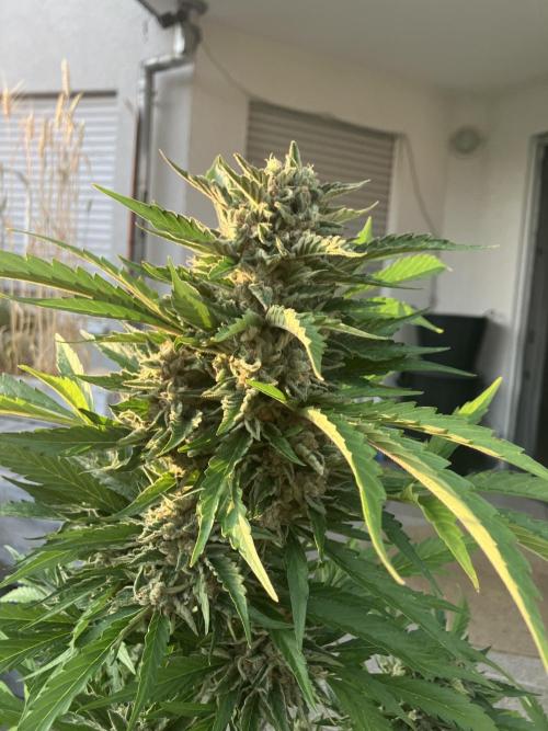 AFBERRY Purple City Genetics. Week 10