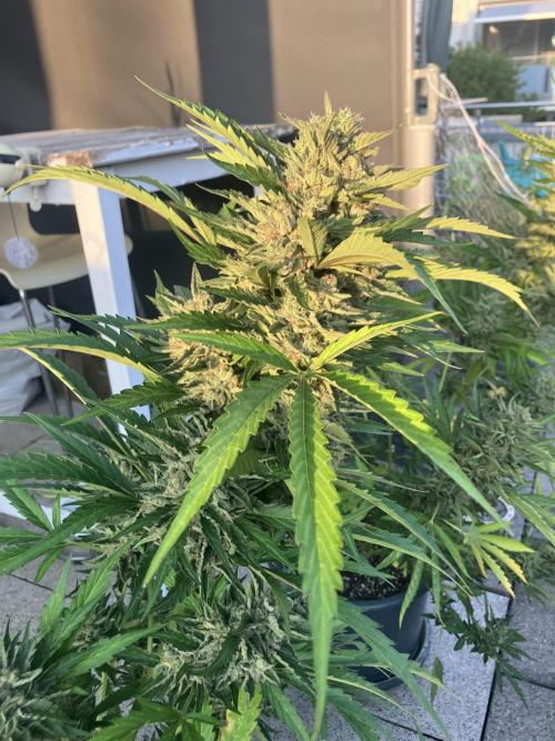 AFBERRY Purple City Genetics. Week 10