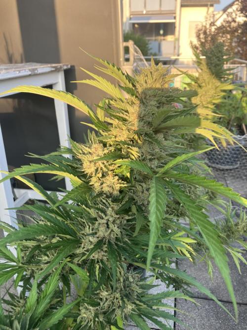 AFBERRY Purple City Genetics. Week 10