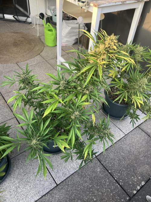 AFBERRY Purple City Genetics. Week 10