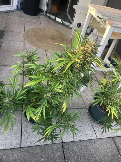 AFBERRY Purple City Genetics. Week 10