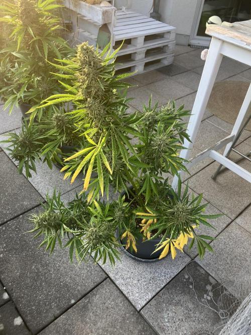 PERSIAN MULBERRY Purple City Genetics. Week 10