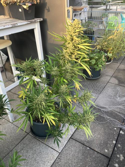 PERSIAN MULBERRY Purple City Genetics. Week 10
