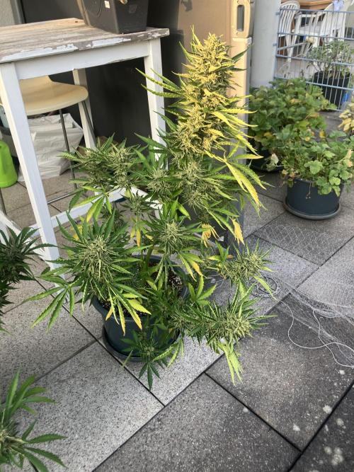 PERSIAN MULBERRY Purple City Genetics. Week 10
