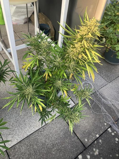 PERSIAN MULBERRY Purple City Genetics. Week 10