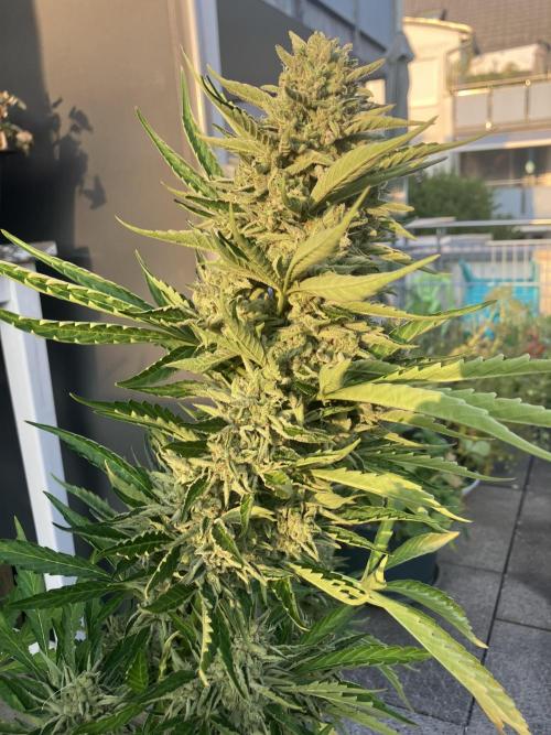 PERSIAN MULBERRY Purple City Genetics. Week 10
