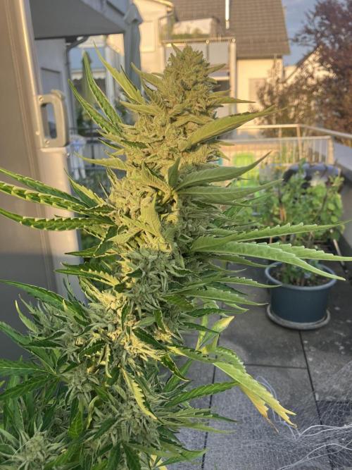 PERSIAN MULBERRY Purple City Genetics. Week 10