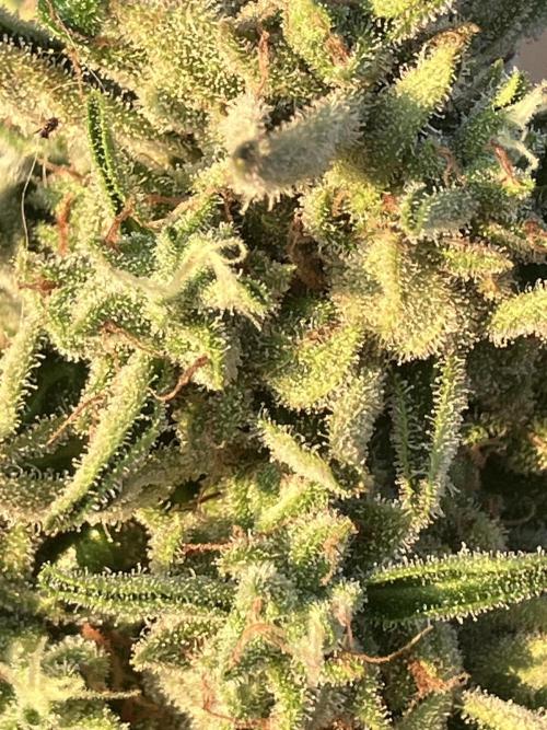 PERSIAN MULBERRY Purple City Genetics. Week 10