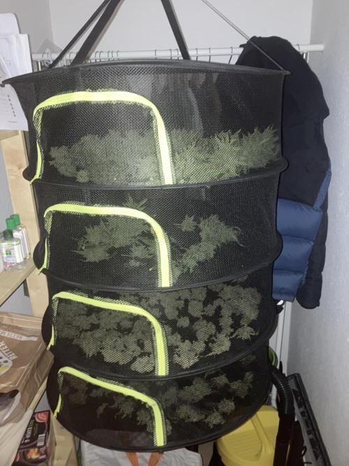 PERSIAN MULBERRY Purple City Genetics. Week 10