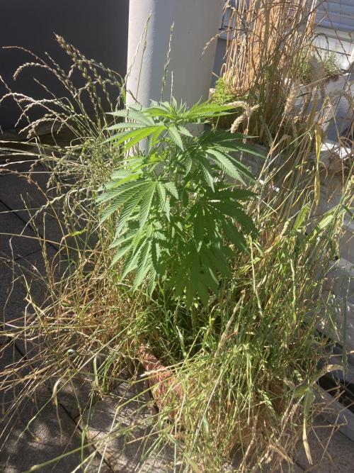 BLUE CHEESE Divine Seeds. Week 9