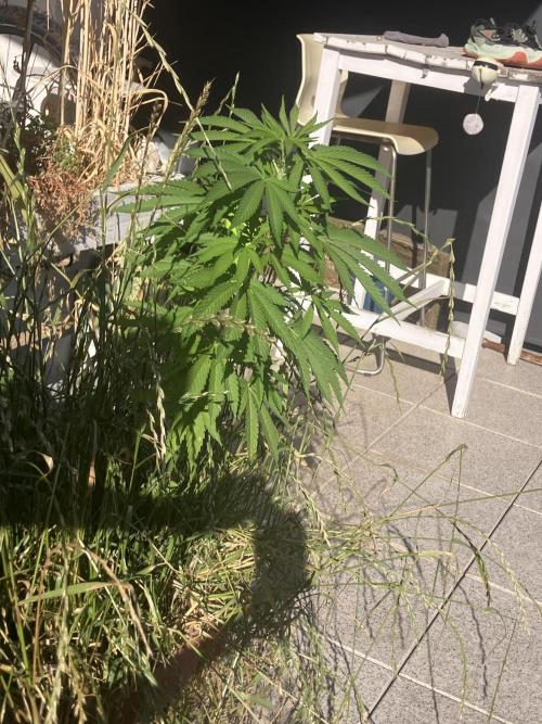 BLUE CHEESE Divine Seeds. Week 9
