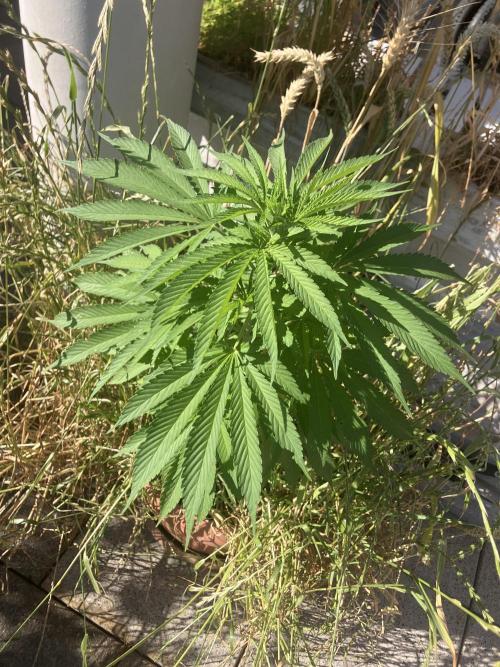 BLUE CHEESE Divine Seeds. Week 9