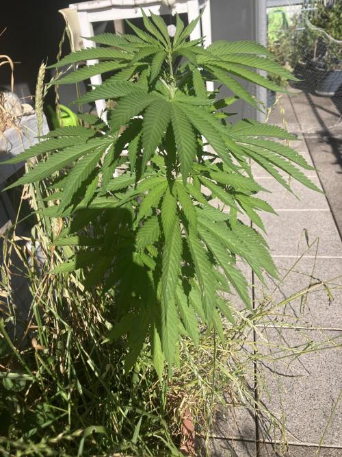 BLUE CHEESE Divine Seeds. Week 9