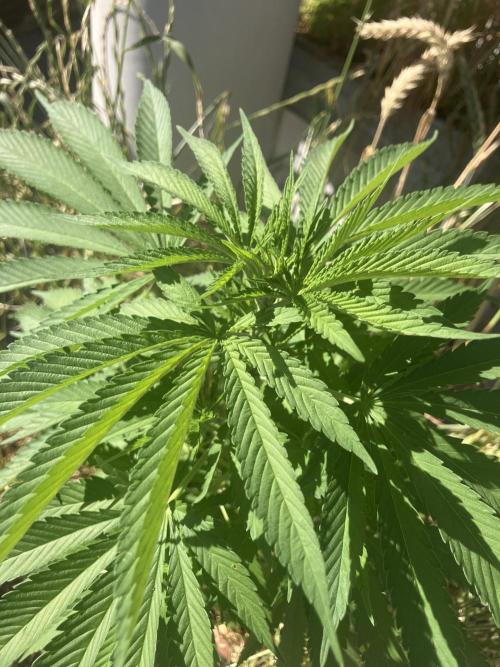 BLUE CHEESE Divine Seeds. Week 9