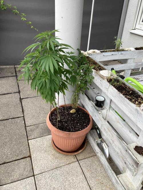 BLUE CHEESE Divine Seeds. Week 10