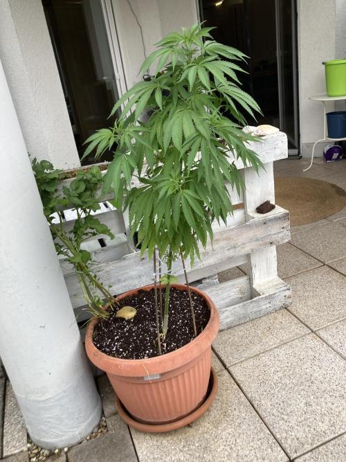 BLUE CHEESE Divine Seeds. Week 10