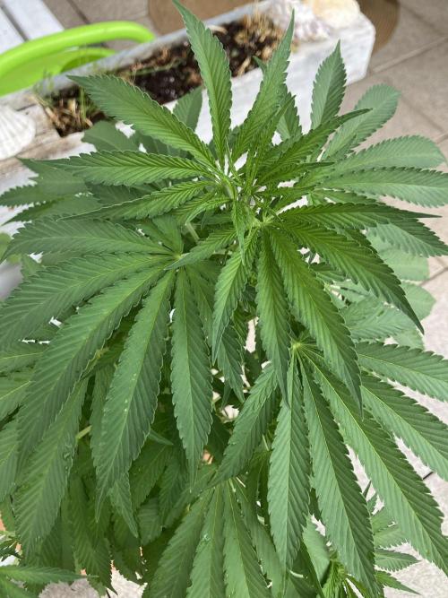 BLUE CHEESE Divine Seeds. Week 10