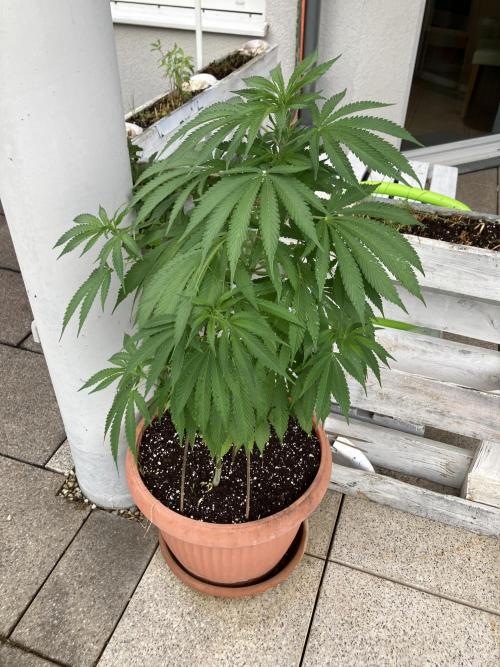 BLUE CHEESE Divine Seeds. Week 10