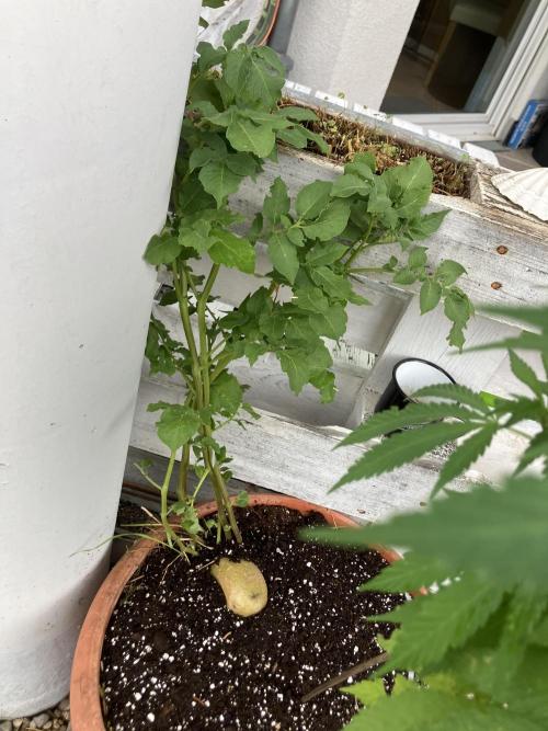 BLUE CHEESE Divine Seeds. Week 10