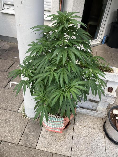 BLUE CHEESE Divine Seeds. Week 11