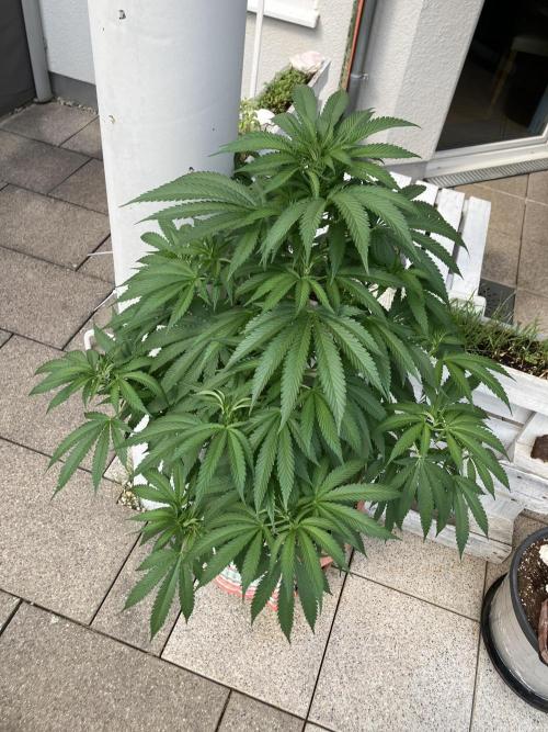 BLUE CHEESE Divine Seeds. Week 11