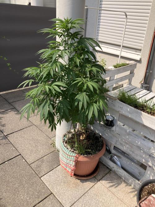 BLUE CHEESE Divine Seeds. Week 11