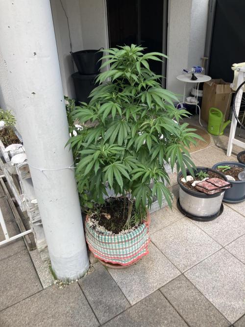 BLUE CHEESE Divine Seeds. Week 11