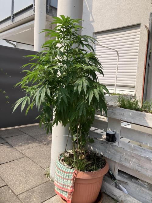 BLUE CHEESE Divine Seeds. Week 11
