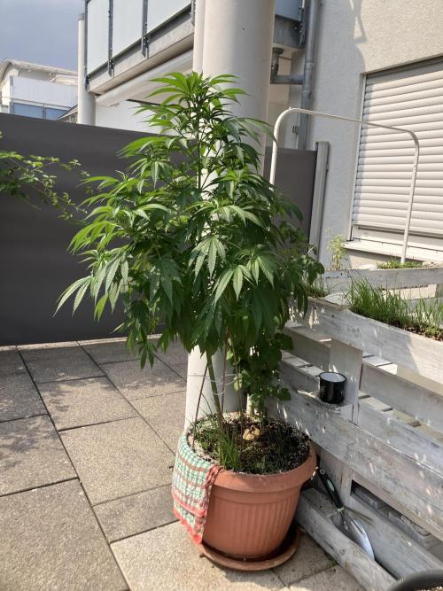 BLUE CHEESE Divine Seeds. Week 11