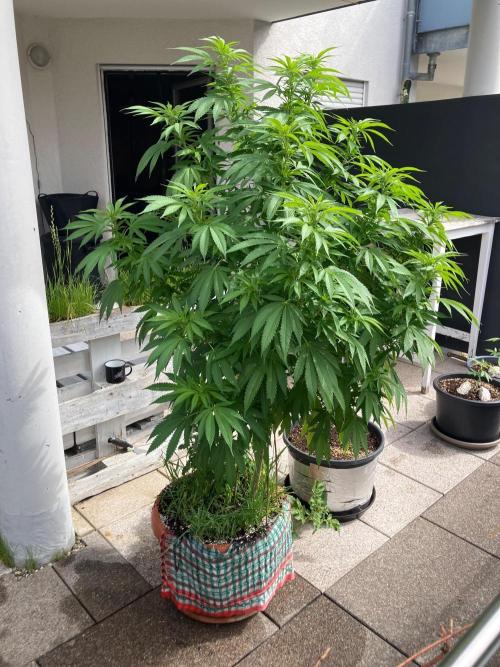 BLUE CHEESE Divine Seeds. Week 12