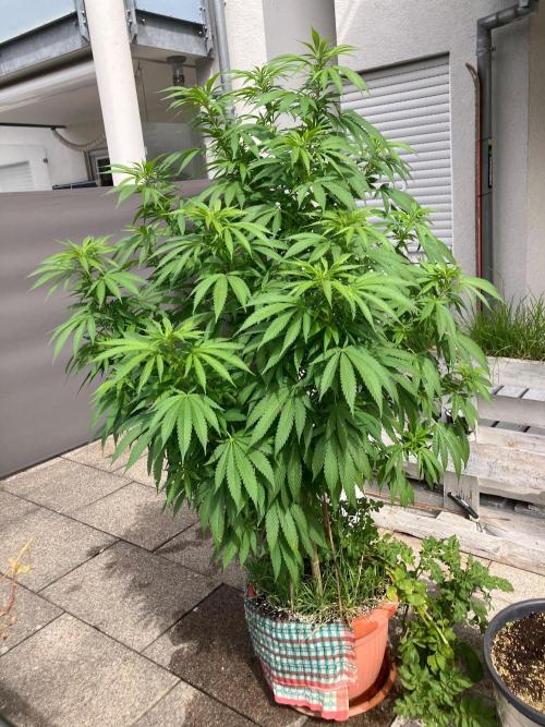 BLUE CHEESE Divine Seeds. Week 12