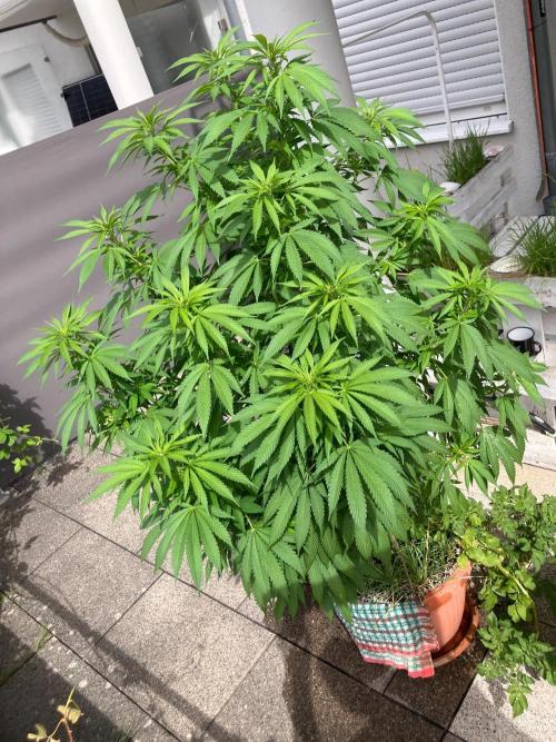 BLUE CHEESE Divine Seeds. Week 12