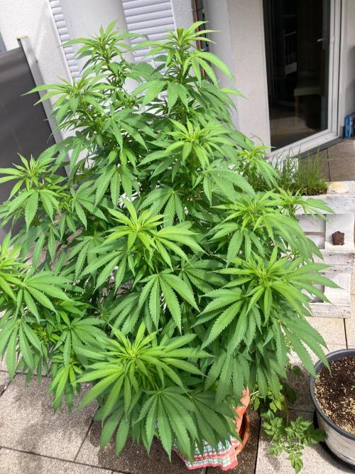 BLUE CHEESE Divine Seeds. Week 12