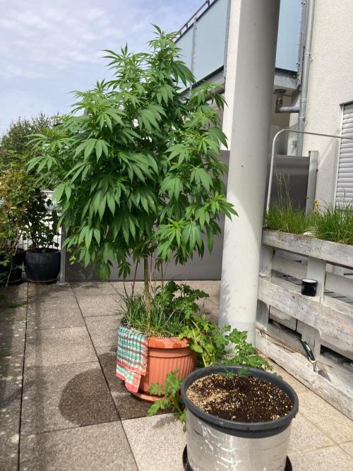 Blue Cheese . Week 12