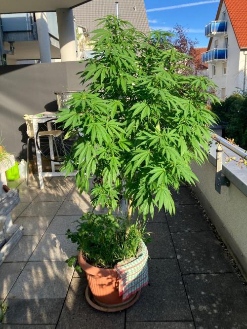 BLUE CHEESE Divine Seeds. Week 13