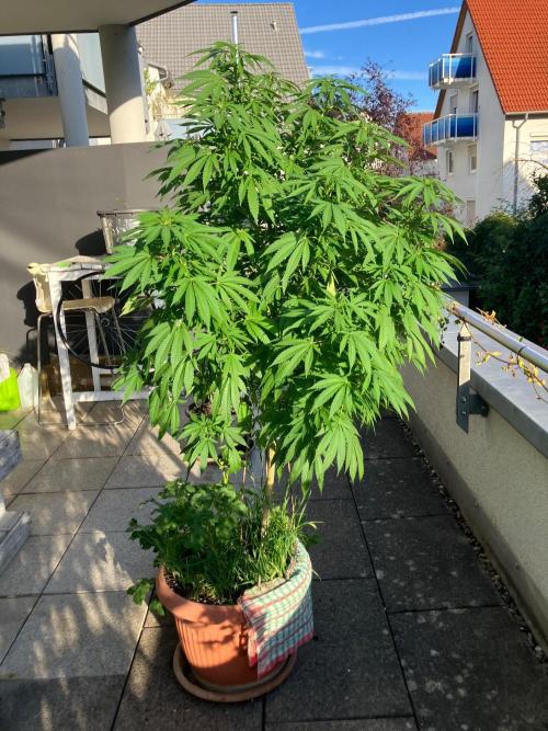 BLUE CHEESE Divine Seeds. Week 13